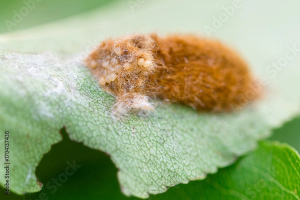 Fototapeta Brown-tail moth (Euproctis chrysorrhoea) covered eggs on leaf close up,  macro brown-tail moth pupal nest, Brown-tail moth eggs laid in mass surrounded by hairs from female moth 