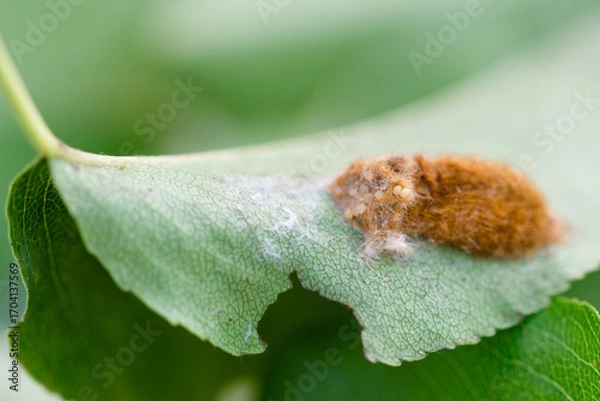 Fototapeta Brown-tail moth (Euproctis chrysorrhoea) covered eggs on leaf close up,  macro brown-tail moth pupal nest, Brown-tail moth eggs laid in mass surrounded by hairs from female moth 