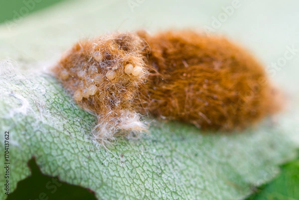 Fototapeta Brown-tail moth (Euproctis chrysorrhoea) covered eggs on leaf close up,  macro brown-tail moth pupal nest, Brown-tail moth eggs laid in mass surrounded by hairs from female moth 