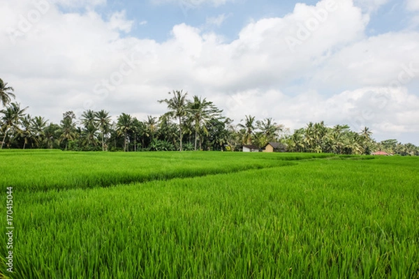 Obraz Riziere à Ubud, Bali