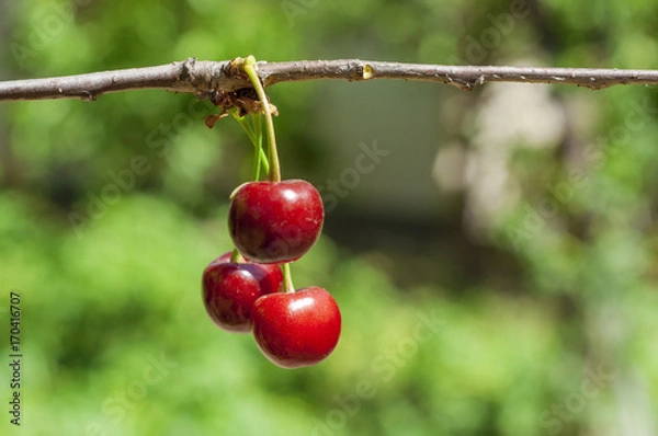 Fototapeta Three cherry berries