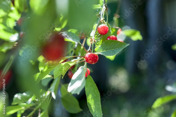Fototapeta Cherry branch