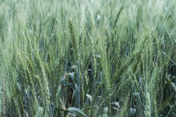 Fototapeta Green wheat field