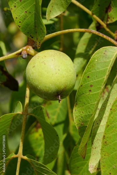 Fototapeta  Juglans regia . Echte Walnuss in Schale . In-shell Walnut 