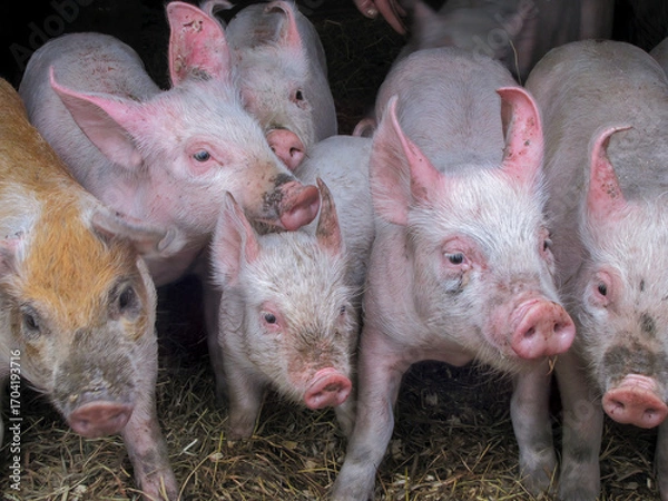 Obraz Young Piglets on Straw Bedding in Pig Farm Barn