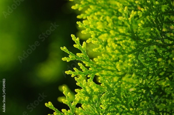 Obraz アスナロ/生け垣/ヒノキ