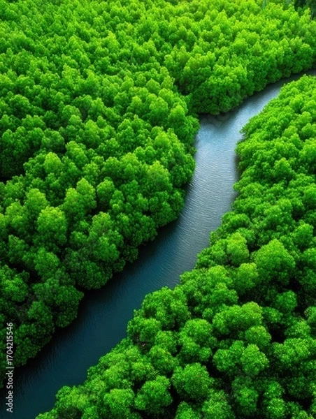 Fototapeta Amazon Rainforest