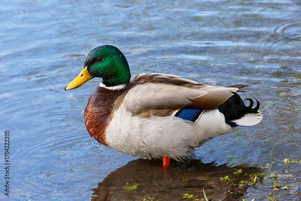 Obraz mallard duck standing in river water