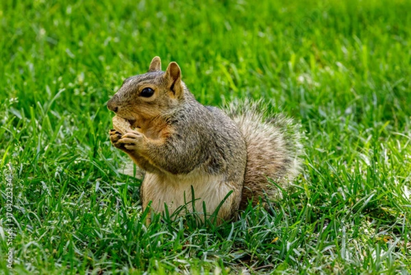 Obraz squirrel eating a peanut 