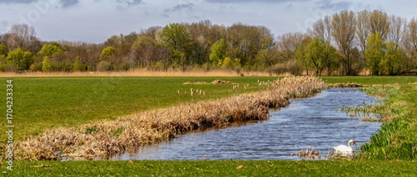 Fototapeta A peaceful river meanders through a verdant landscape. Trees in the background frame the tranquil scene while a swan glides gracefully.