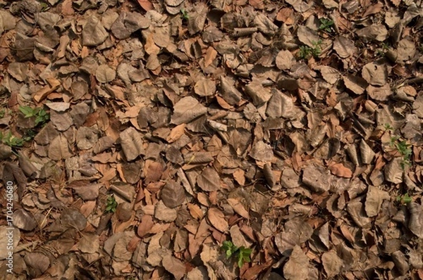 Fototapeta Dry leaves  