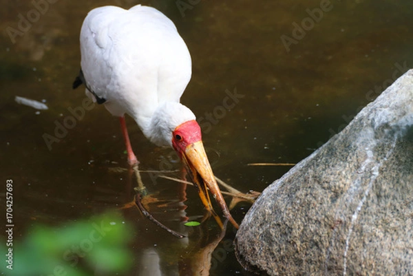 Obraz Tantale ibis en train de pêcher