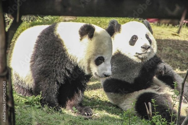 Fototapeta Pandas feeding at the Panda Research Center, Chengdu, China.