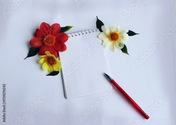 Fototapeta Calendula flowers on a white background. Calendula officinalis.