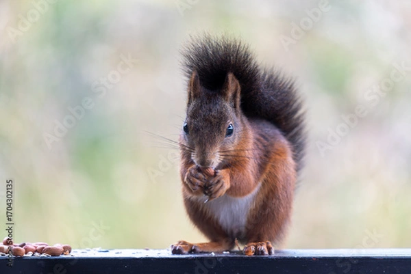 Fototapeta Cute Red Squirrel with a Nut, Looking at the Camera
