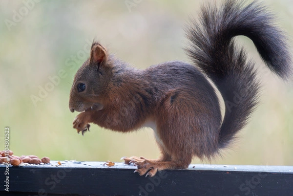 Fototapeta Eurasian Red Squirrel Profile Shot with Nut and Bushy Tail