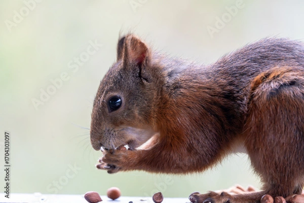Fototapeta Close-up of a Red Squirrel Eating a Nut in Profile