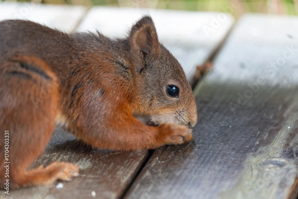 Fototapeta Curious Red Squirrel on Wood Surface, Close-up