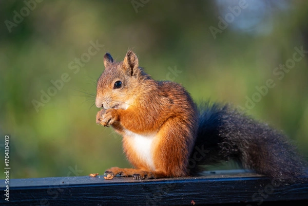 Fototapeta A Red Squirrel Enjoying a Meal on a Wooden Railing