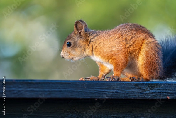 Fototapeta Curious Red Squirrel on a Wooden Railing in the Forest