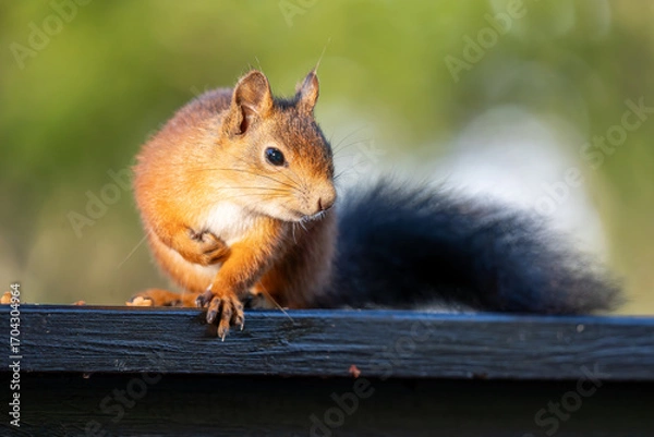 Fototapeta A Red Squirrel with a Bushy Tail Sitting on a Wooden Railing