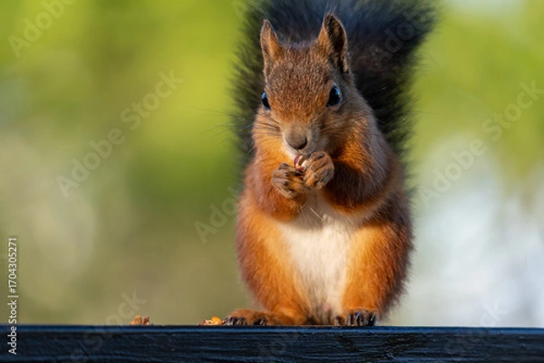 Fototapeta Cute red squirrel eating a nut, close-up with bokeh background