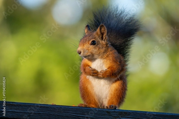 Fototapeta Sweet red squirrel sitting with paws folded on a railing