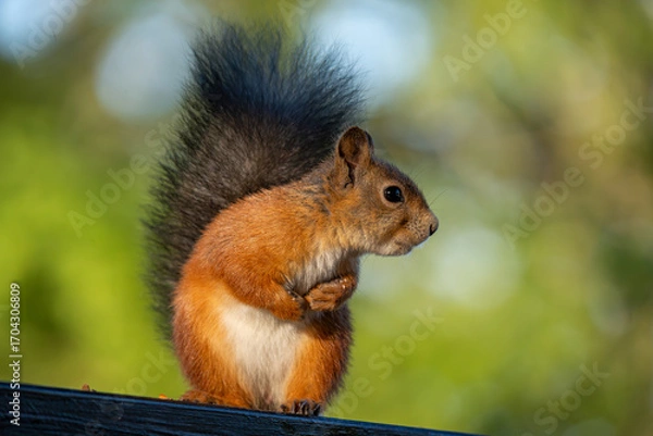 Fototapeta Red squirrel sitting calmly on a railing, side profile