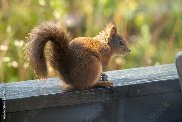 Fototapeta Red Squirrel on a Wooden Bench in a Garden