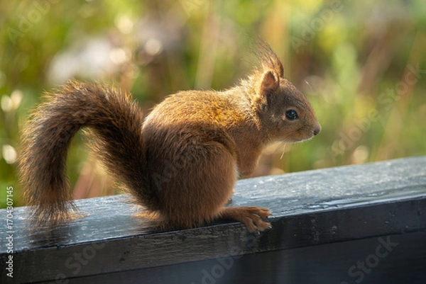 Fototapeta Wet red squirrel sitting in side profile, backlit bokeh