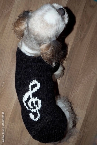 Fototapeta On a wooden background sits a dog of the breed shih tzu dressed in a knitted black sweater with a white pattern of a treble clef. Top view. Handmade