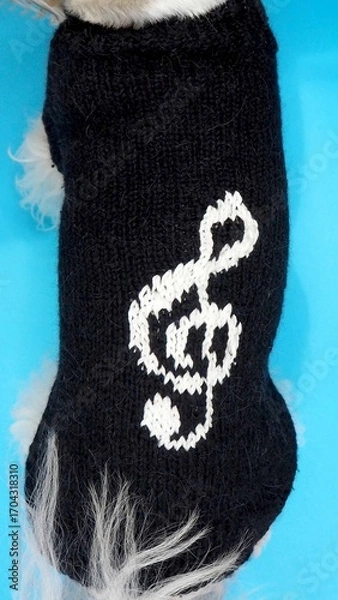 Fototapeta On a blue background sits a dog of the breed shih tzu dressed in a knitted black sweater with a white pattern of a treble clef. Top view. Handmade