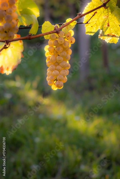 Fototapeta Yellow grapes on a vineseasonal food concept. Vineyards at sunset in autumn harvest. Ripe grapes in fall. Grape harvest. Yellow grapes in a vineyard at sunrise with leaf .