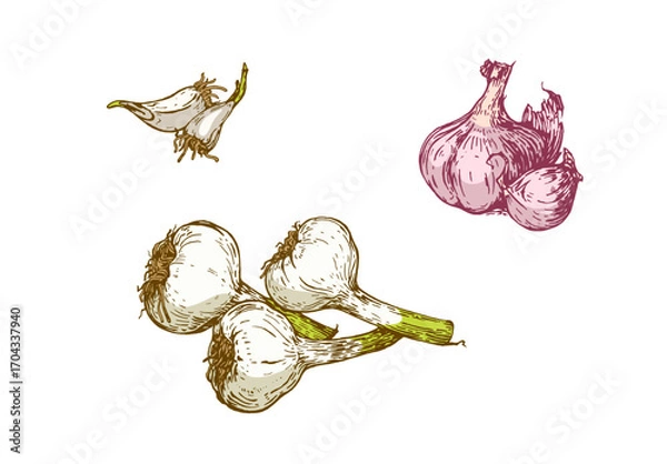 Fototapeta Hand drawn garlic set — fresh garlic bulbs, cloves and sketch illustration isolated on white