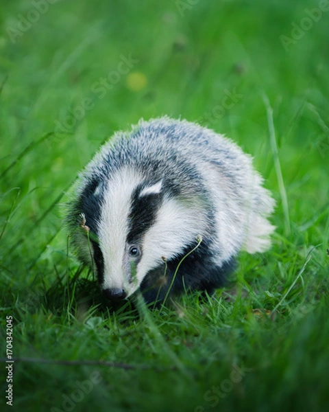 Obraz Badger Cub