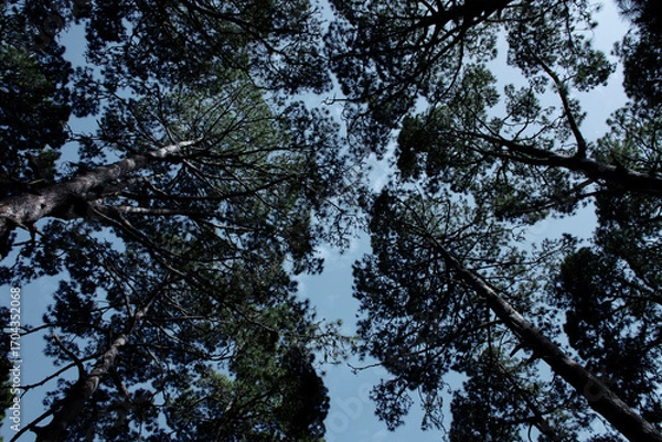 Obraz Looking up at tall pine trees against the sky in a dense forest. A natural pattern of branches and leaves creating a canopy.
