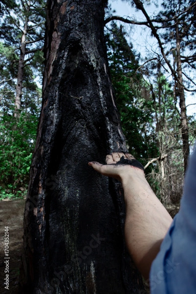 Obraz A hand holds charcoal pieces from a burnt tree trunk in a forest, showing wildfire aftermath up close.