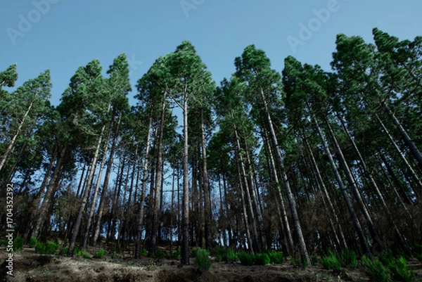 Fototapeta Tall pine trees in a dense forest rise against a clear blue sky, creating a peaceful and natural landscape.