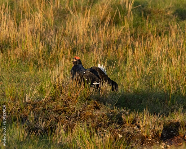 Obraz Black Grouse