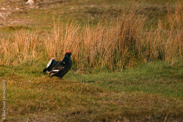 Obraz Black Grouse