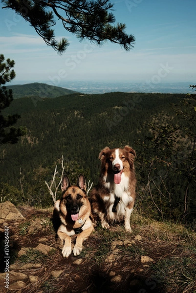 Fototapeta Two dogs, German and Australian Shepherd resting on mountain viewpoint in Divcibare, Serbia. Hiking with pets concept