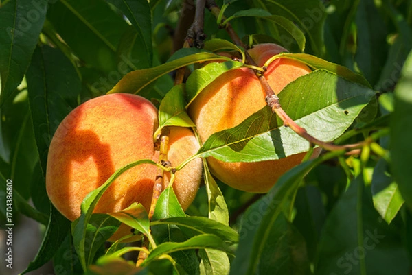 Fototapeta fresh and juicy peaches on a peach tree branch
