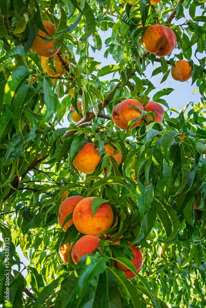 Fototapeta fresh and juicy peaches on a peach tree branch
