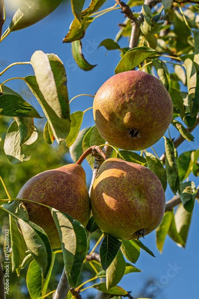 Fototapeta fresh and juicy pear on a pear tree branch