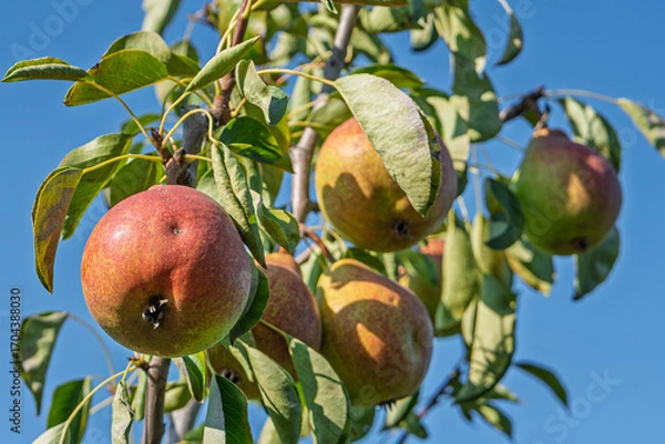 Fototapeta fresh and juicy pear ripening on a pear tree branch