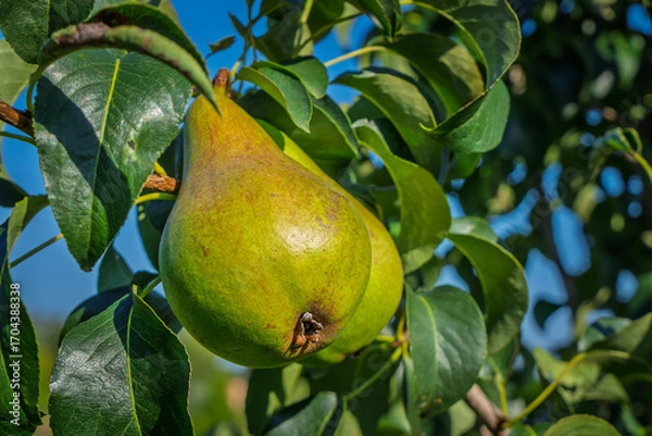 Fototapeta fresh and juicy pear on a pear tree branch