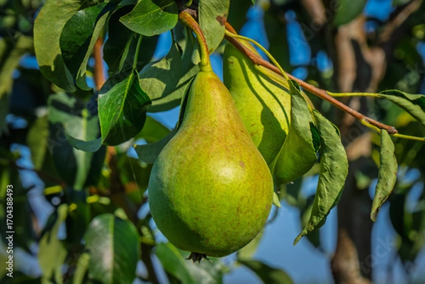 Fototapeta fresh and juicy pear on a pear tree branch