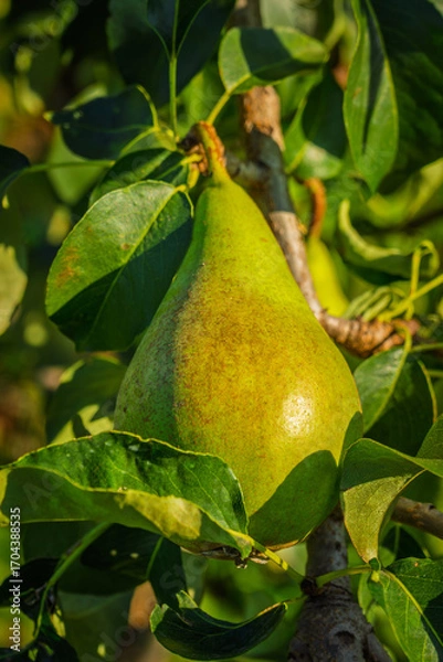 Fototapeta fresh and juicy pear on a pear tree branch