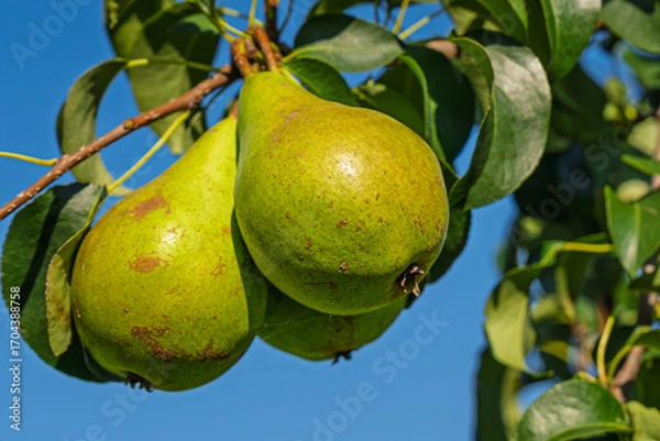 Fototapeta fresh and juicy pear on a pear tree branch