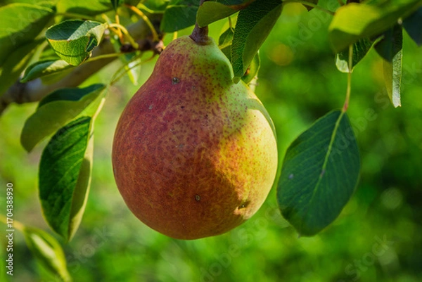 Fototapeta fresh and juicy pear on a pear tree branch